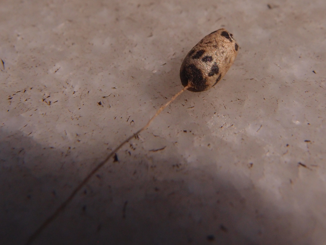 2018-01-21 13 Uhr - Rokpa Cafe (Audio + Foto) 